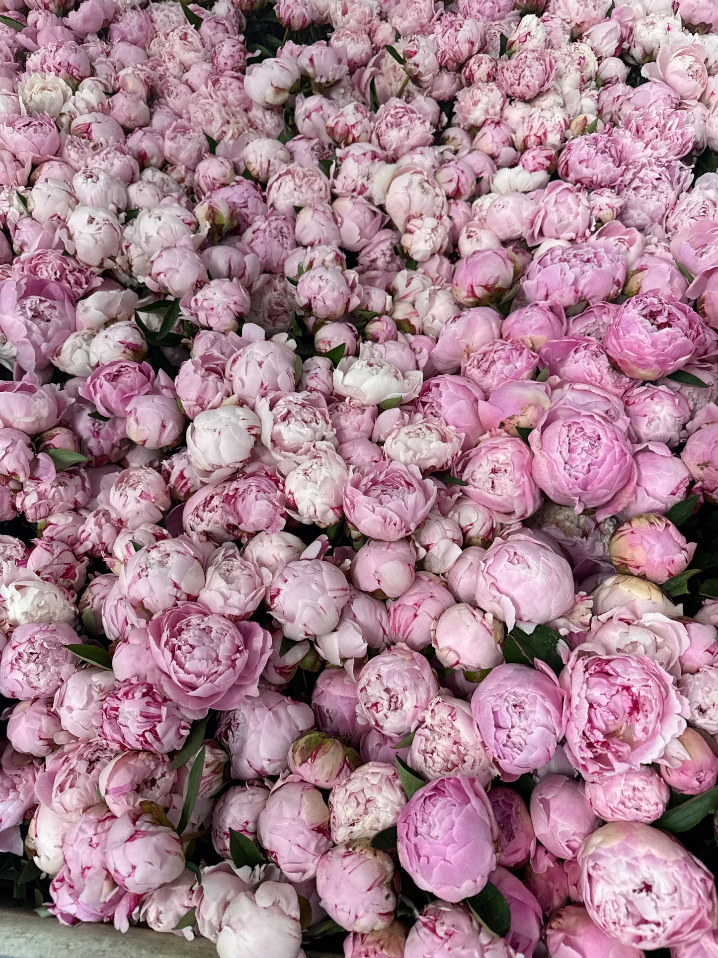 100 stems Open Sarah Bernhardt for dried flowers delivered