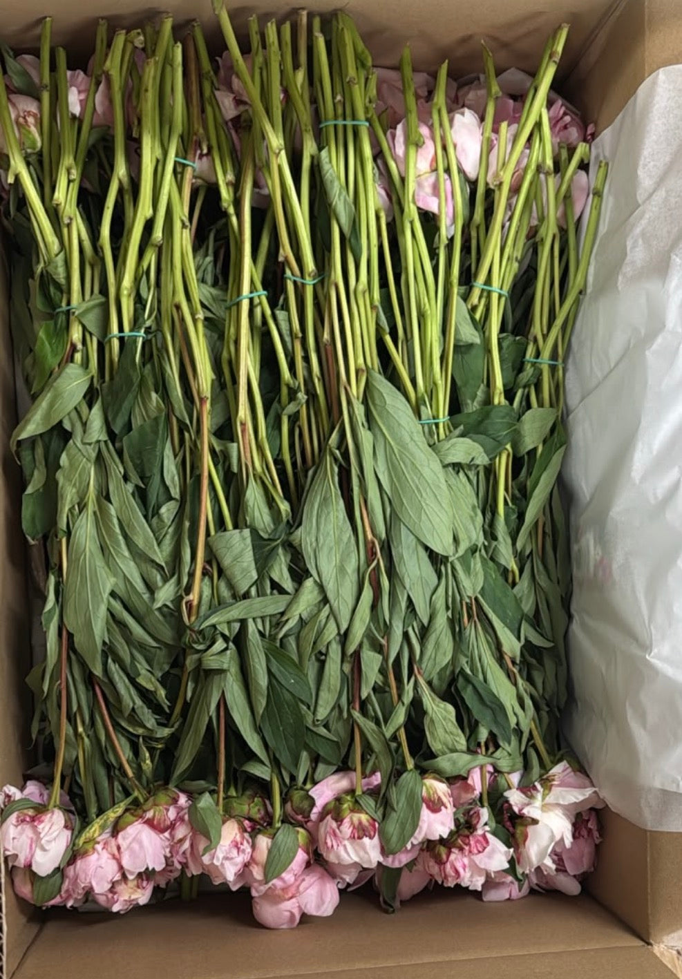 100 stem boxes of half open sarah Bernhardt that won’t last as long as tight bud ones delivered