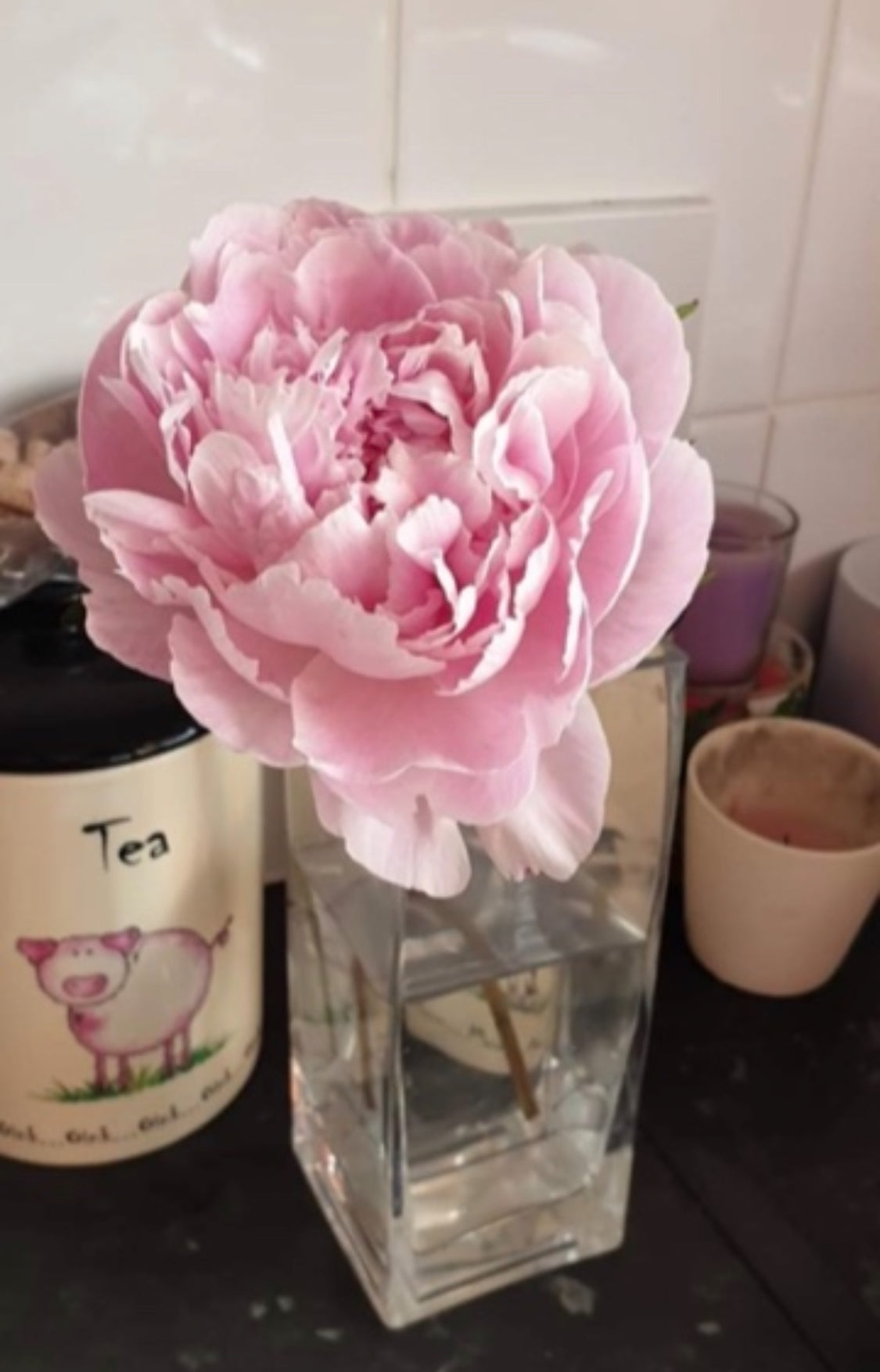 Single Postage Peonies