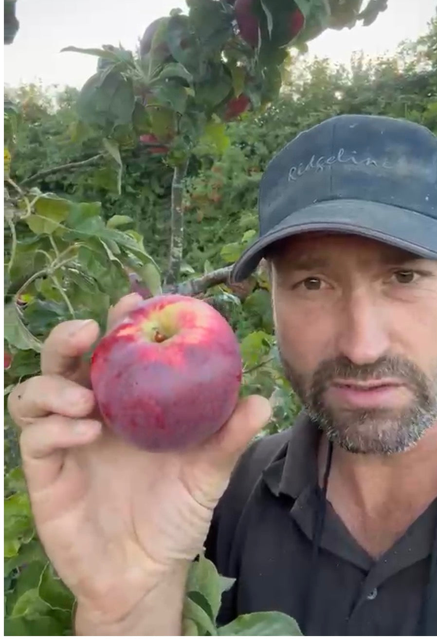 Lord Peckover the worst tasting apple I’ve tasted