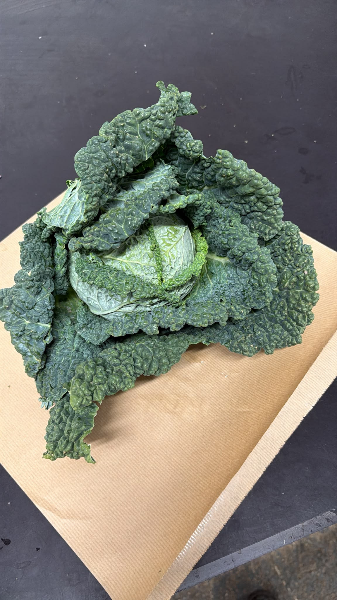 Savoy Cabbage
