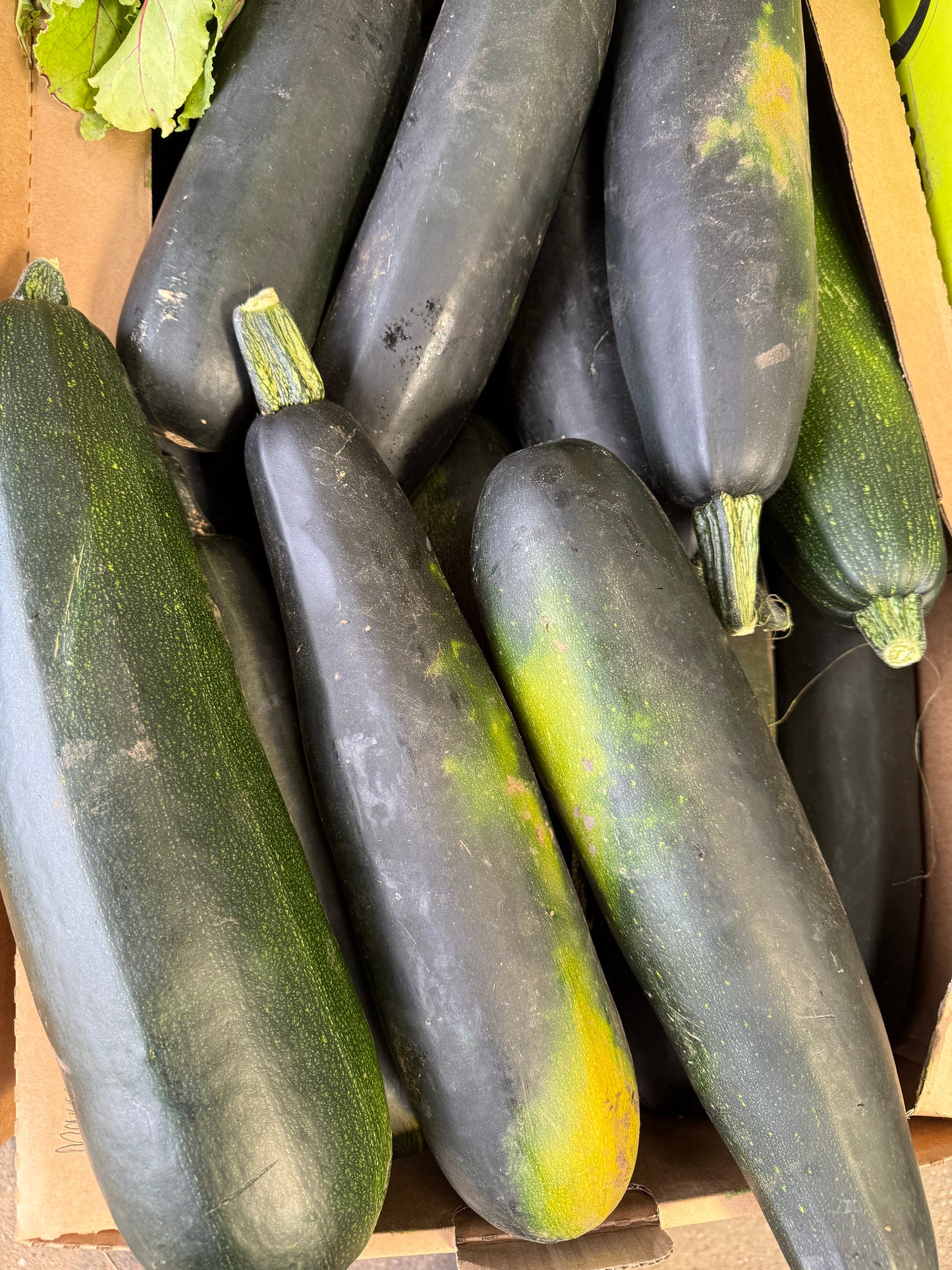 Marrow
