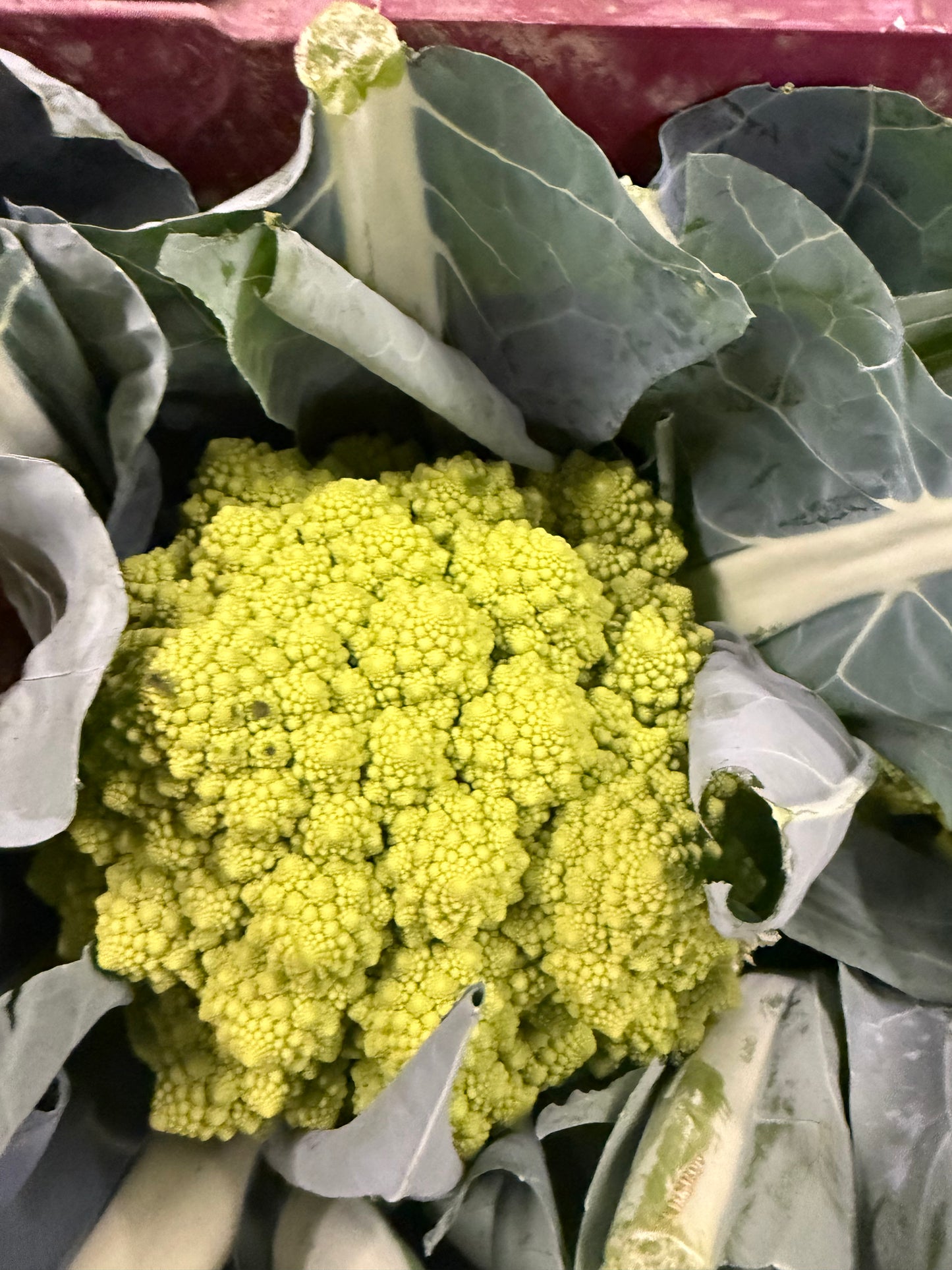 Cauliflower
