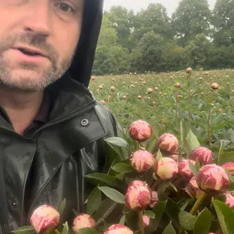 Very Important Peony Lover Subscription Package 2027