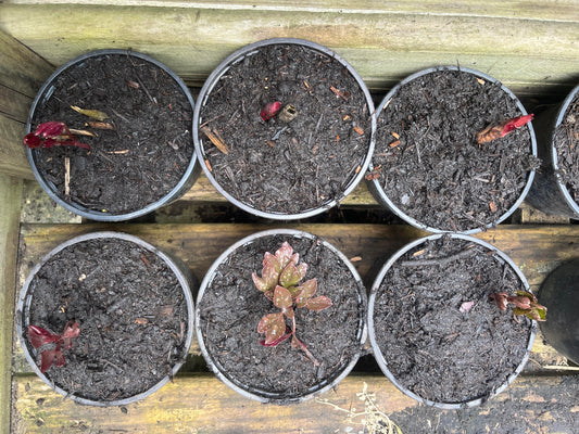 6 small potted peonies of unknown varieties