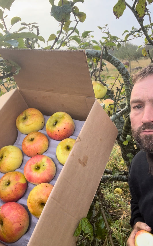 20 eating apples delivered within the Uk