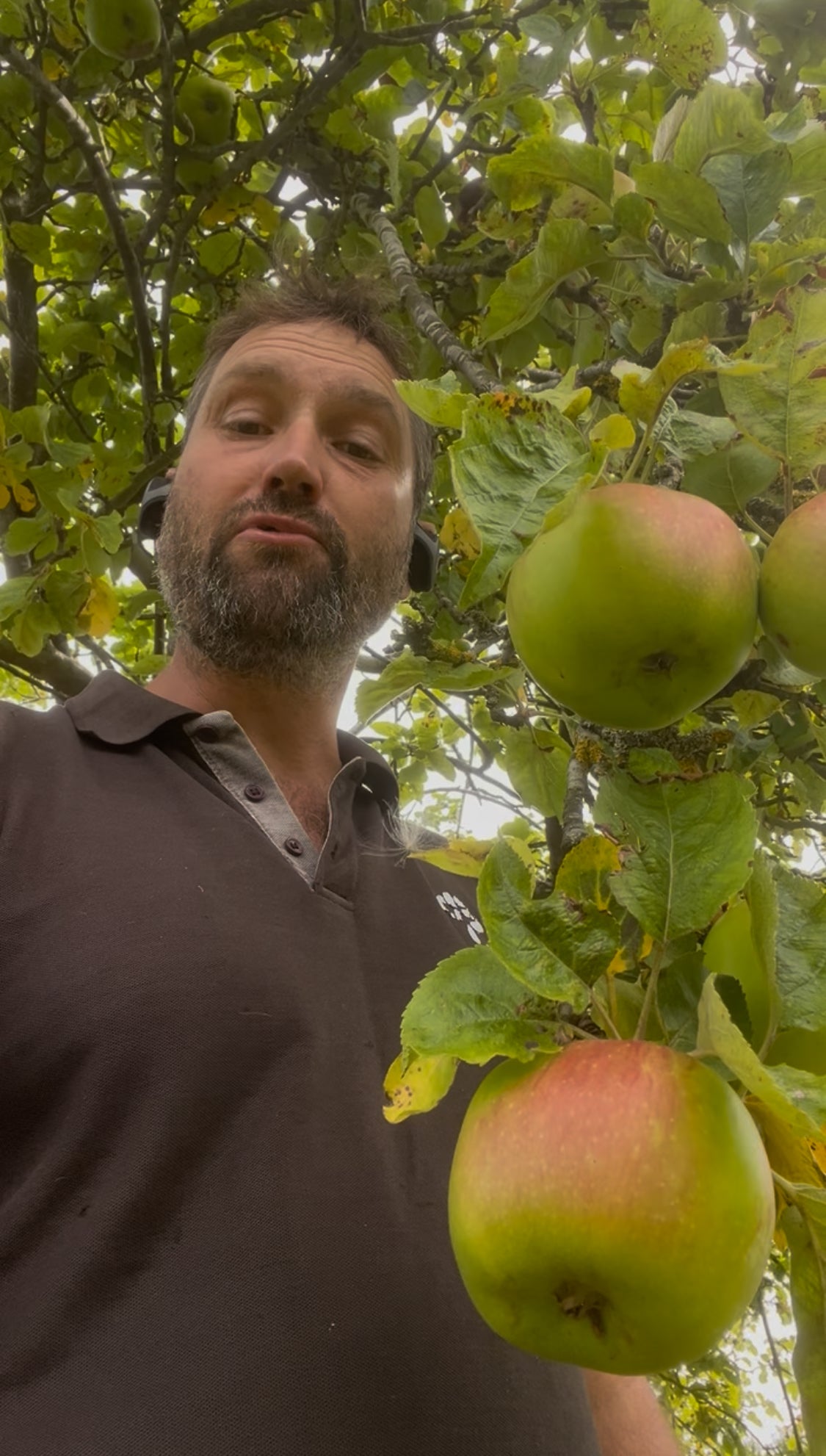 5kg box of Bramley Cooking  Apples includes delivery cost