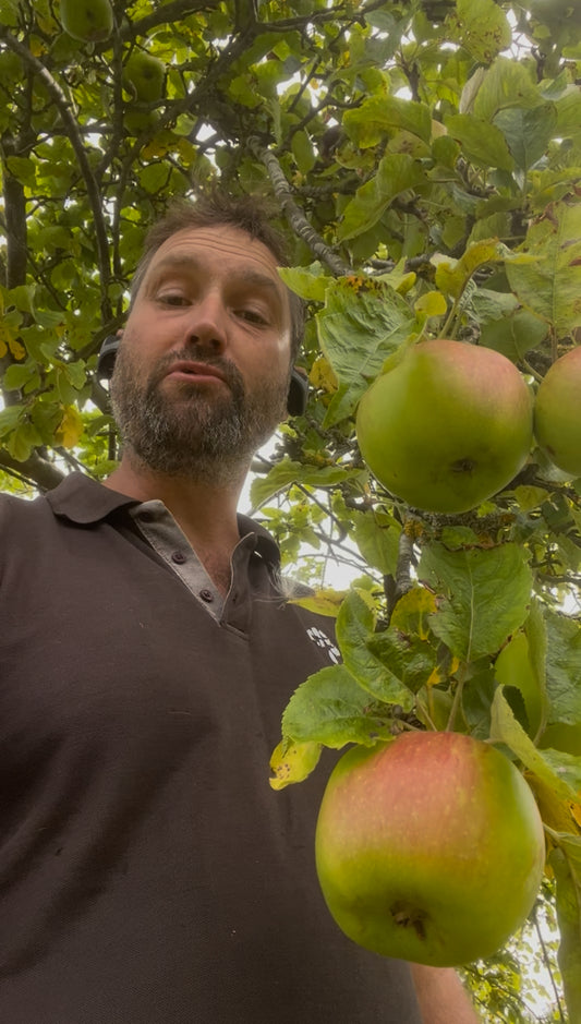 5kg box of Bramley Cooking  Apples includes delivery cost