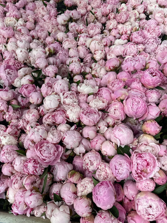 100 stems Open Sarah Bernhardt for dried flowers delivered