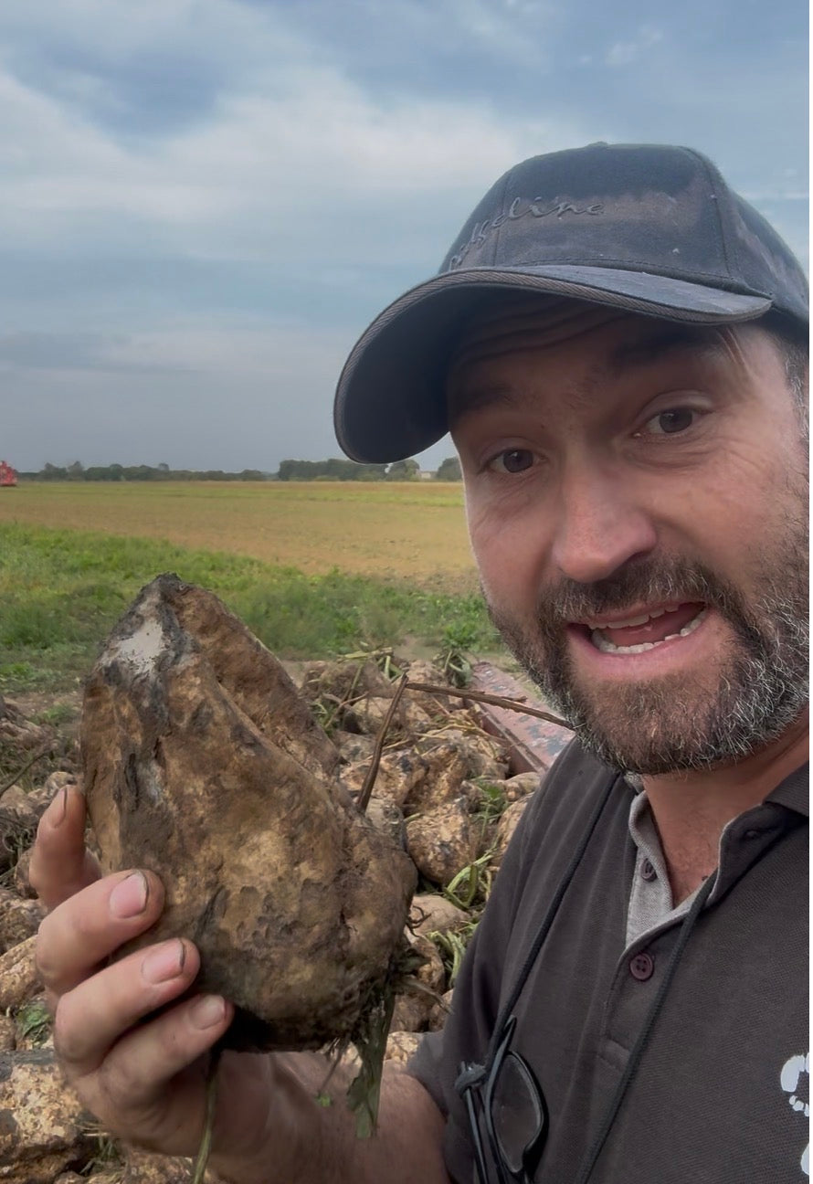Sugar Beet - non input