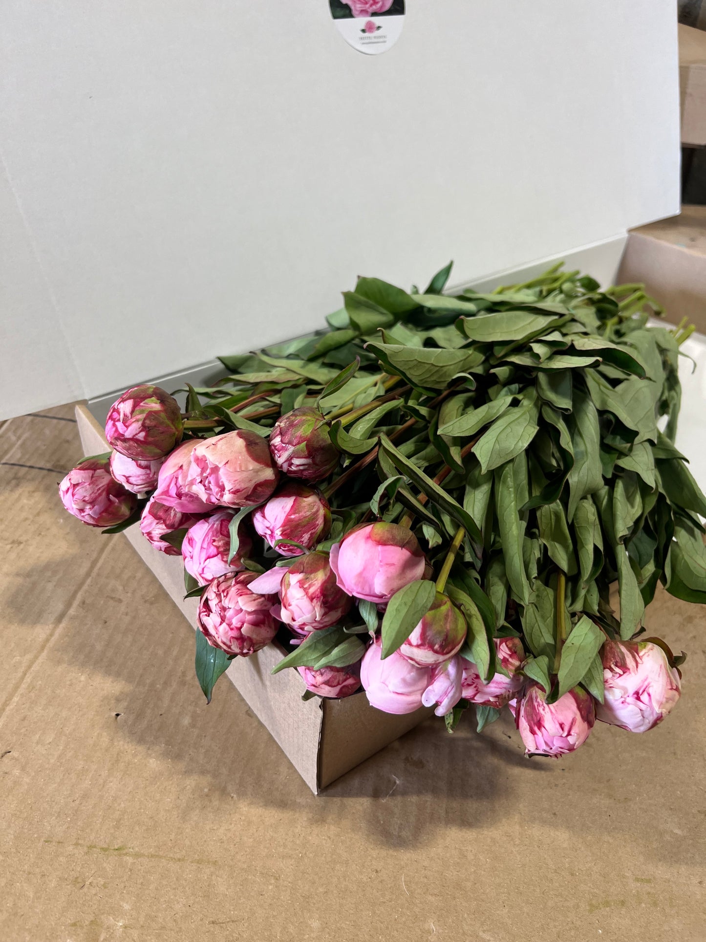 28 Small Peonies