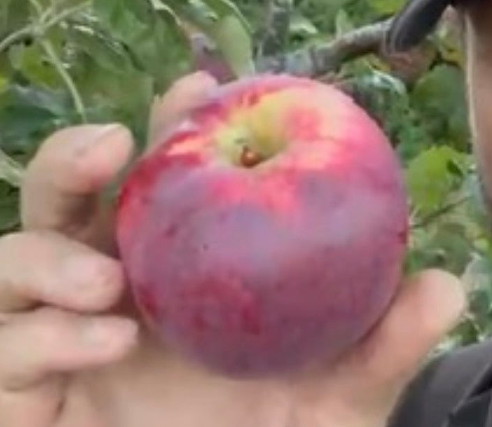 Eating Apple