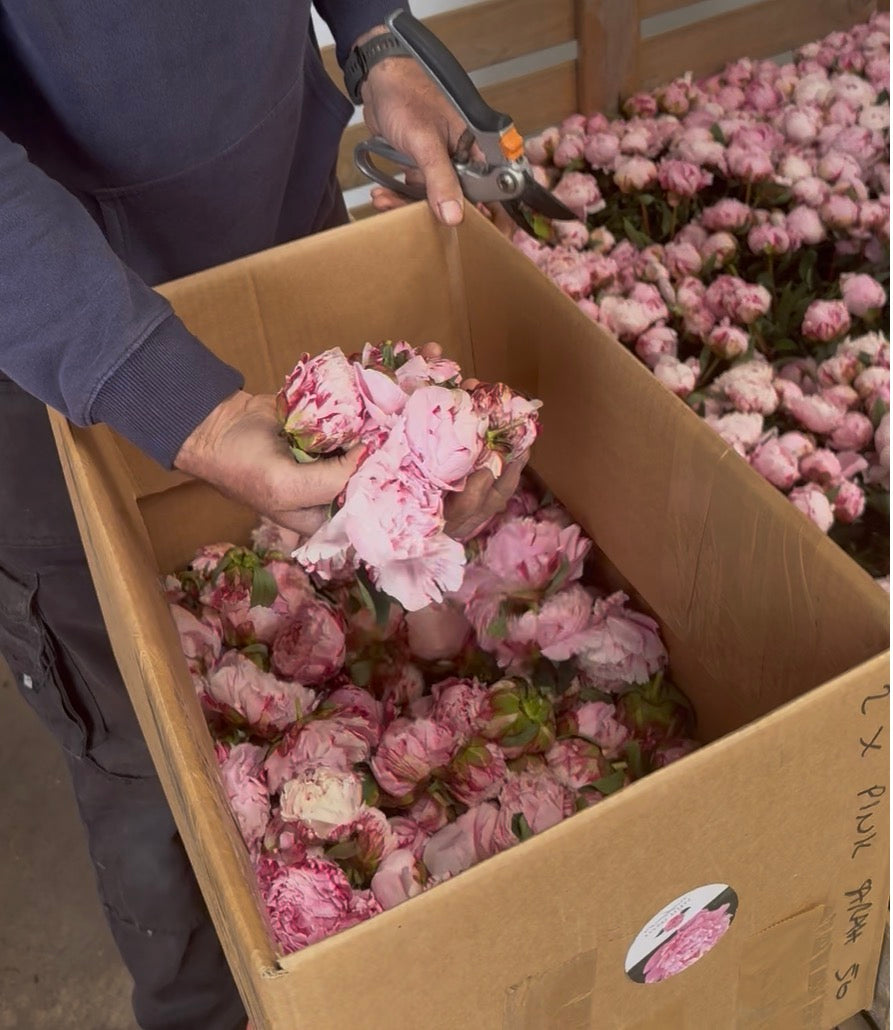 400 peony heads in a box for confetti delivered