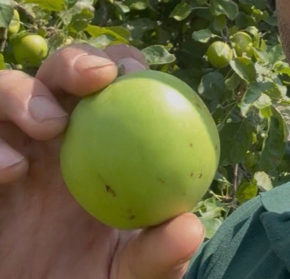 Cooking apple