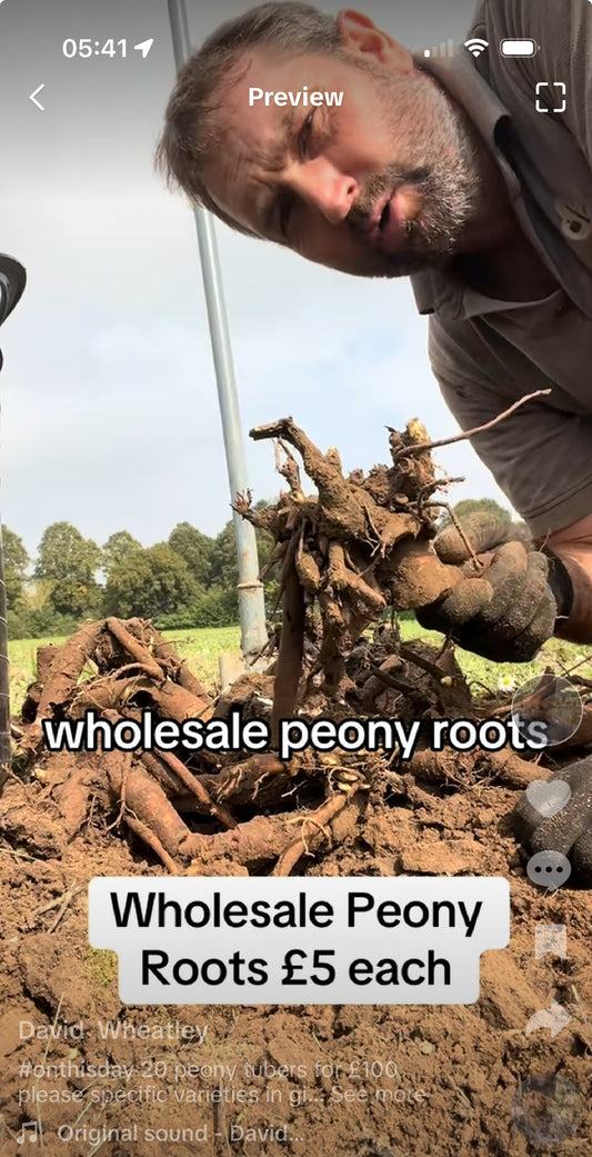 20 Sarah Bernhardt peony tubers for £100 which includes vat and delivery