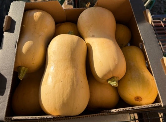 Butternut Squash
