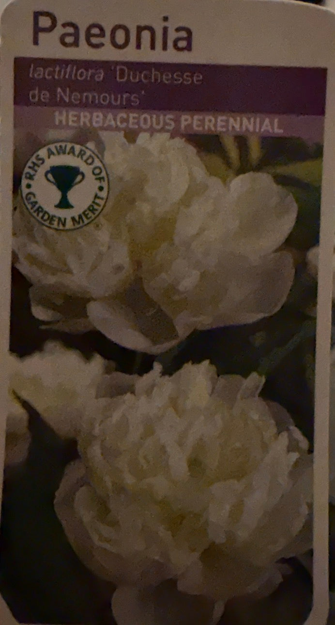 a Peony tuber - Sarah Bernhardt