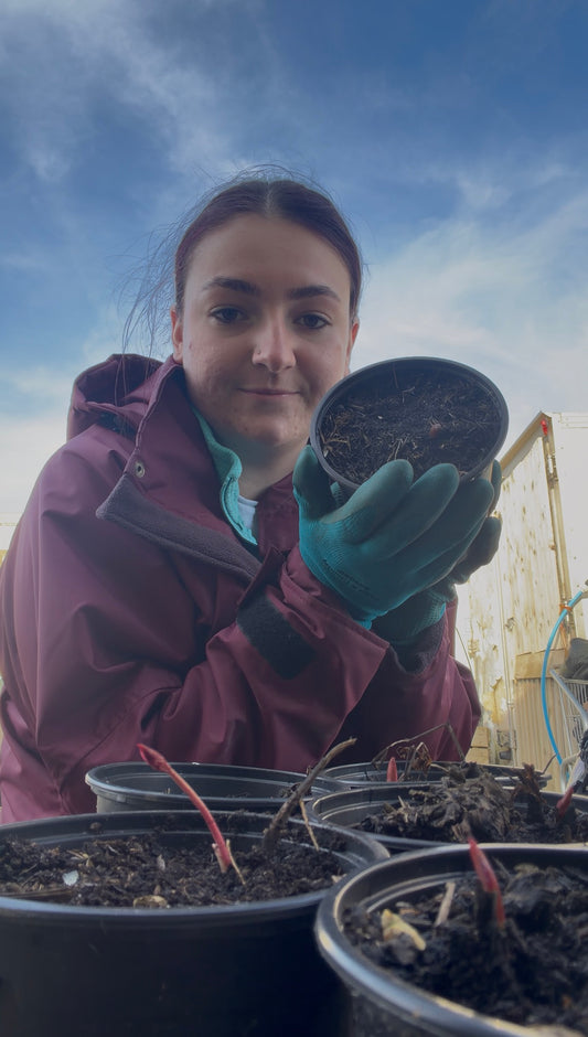 6 small potted peonies of unknown varieties