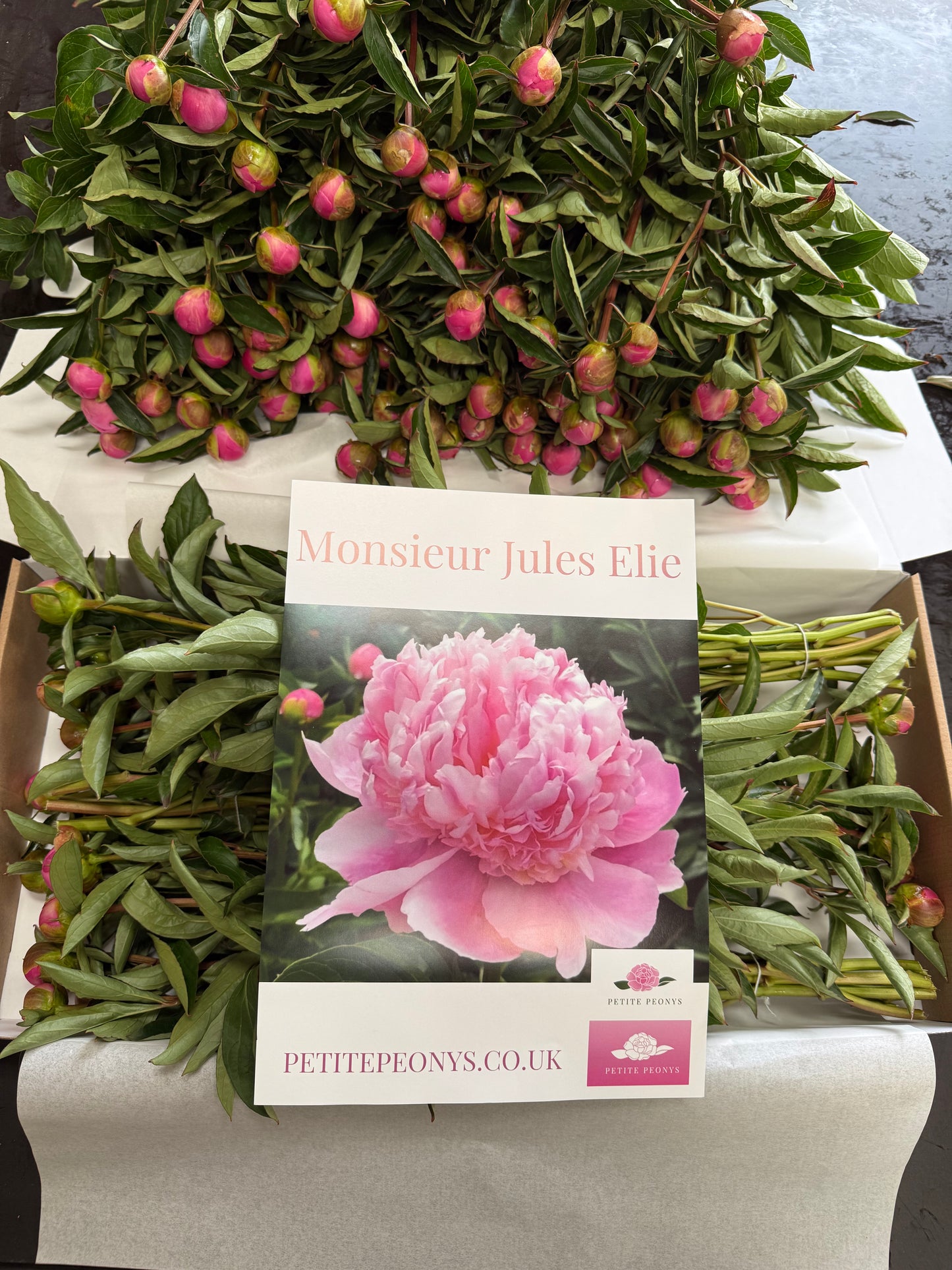 28 Small Peonies