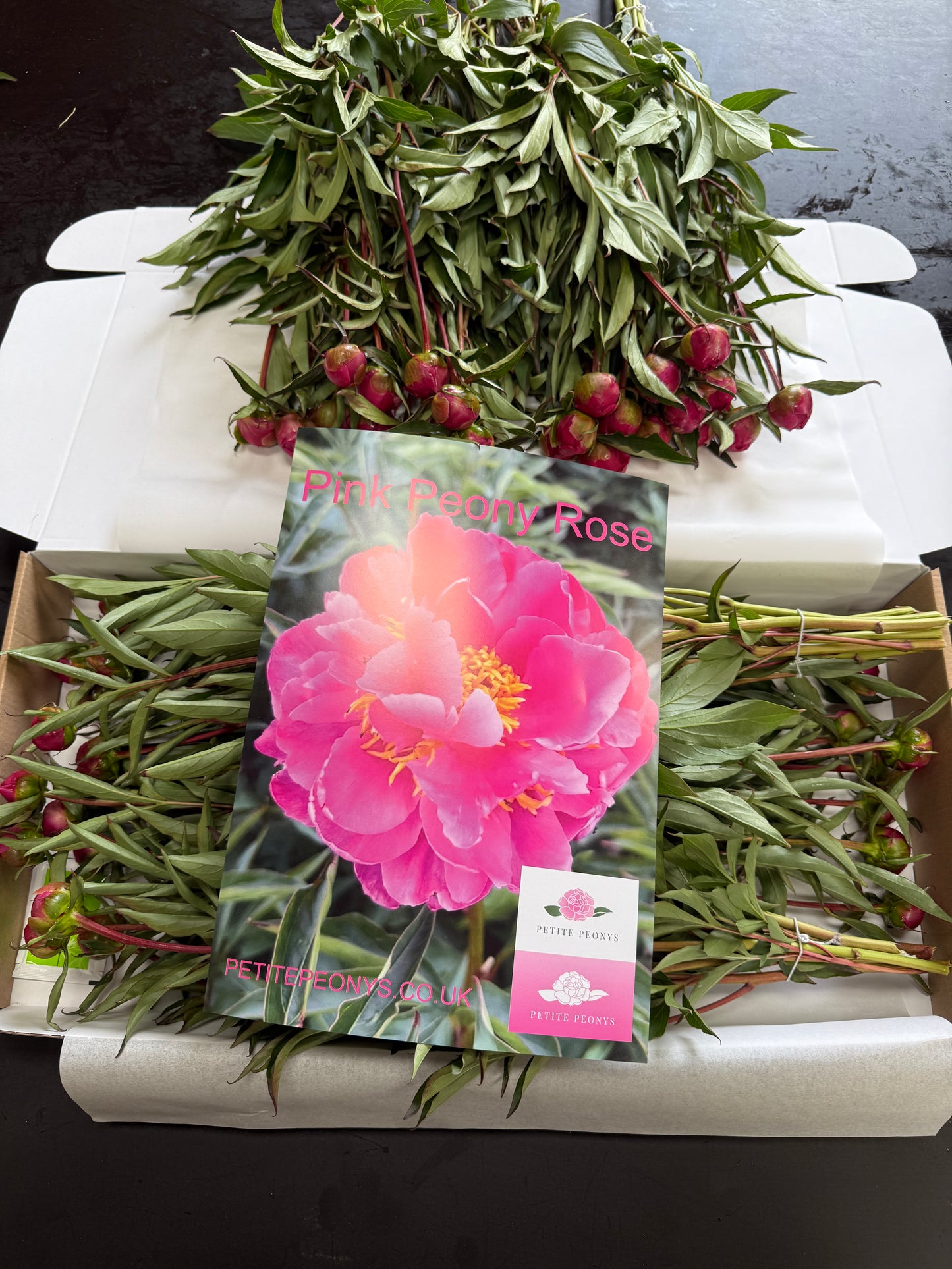 28 Small Peonies