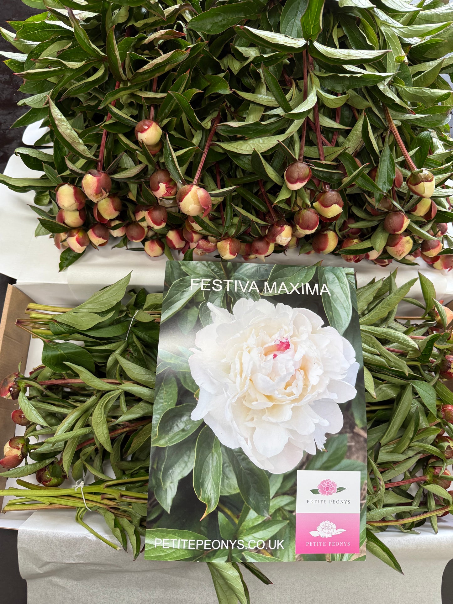 28 Small Peonies