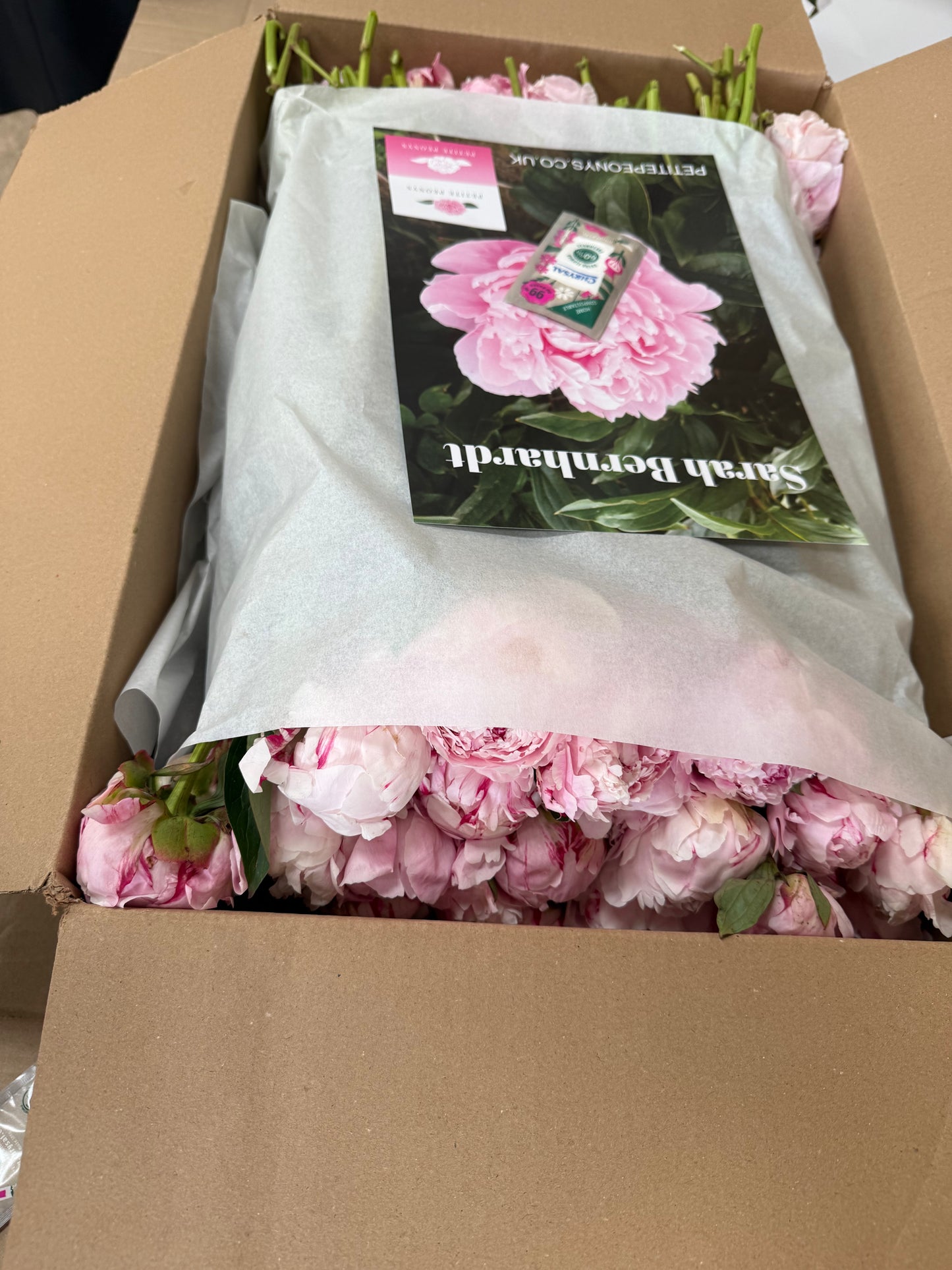 100 stems Open Sarah Bernhardt for dried flowers delivered