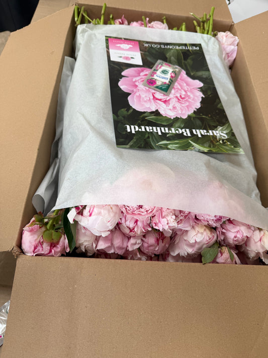 100 stems Open Sarah Bernhardt for dried flowers delivered