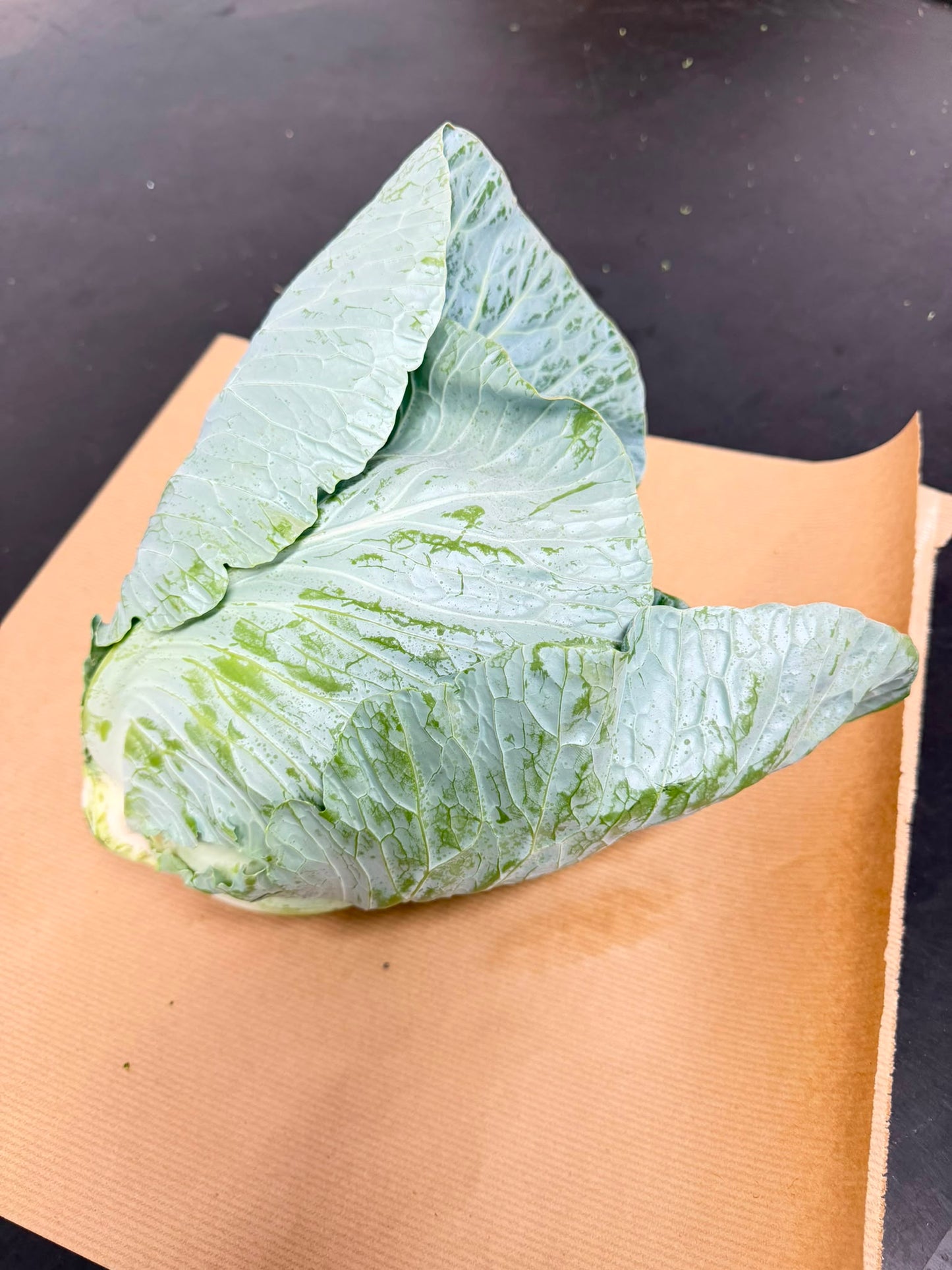 Pointed Cabbage