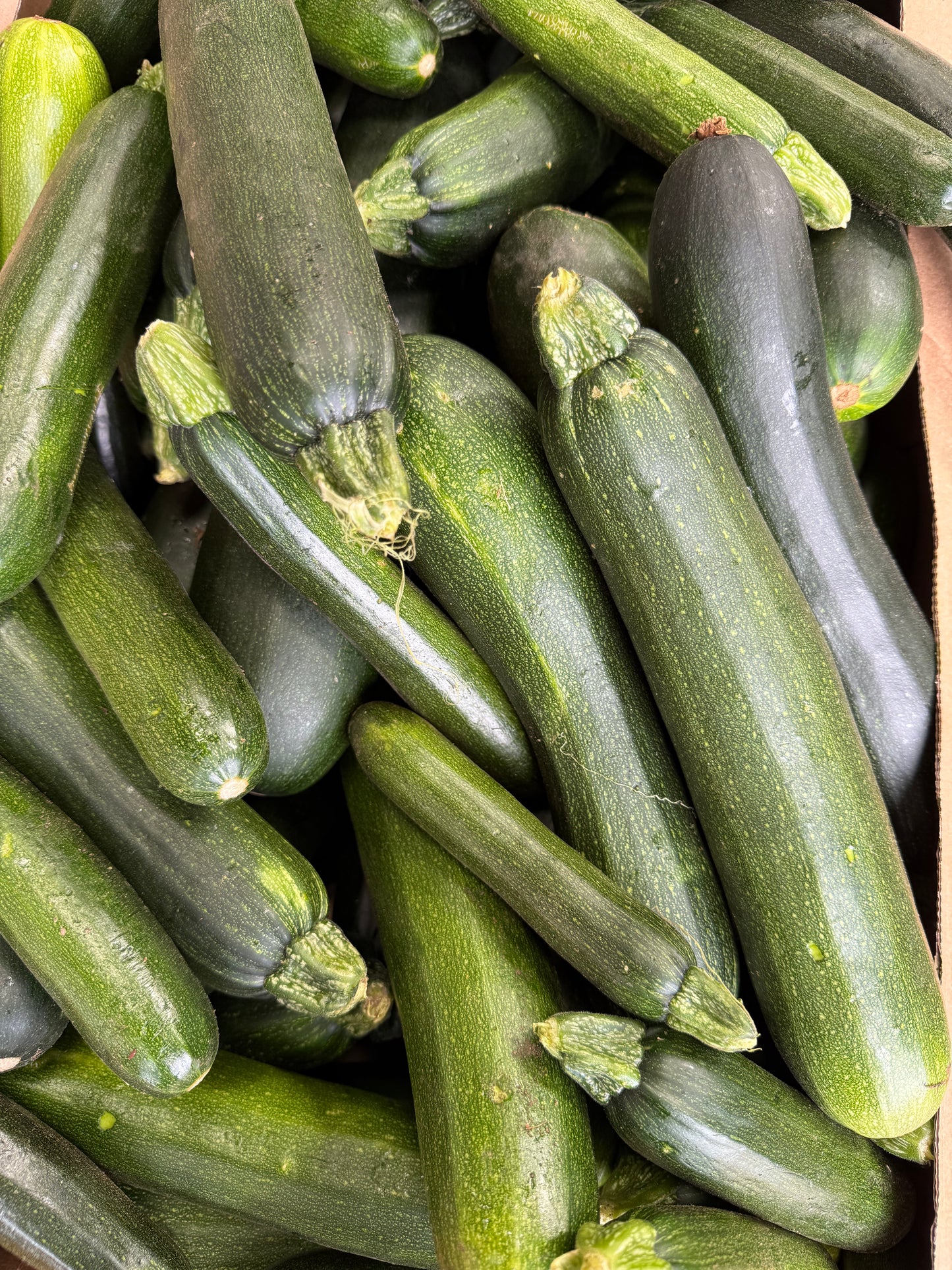 Courgette