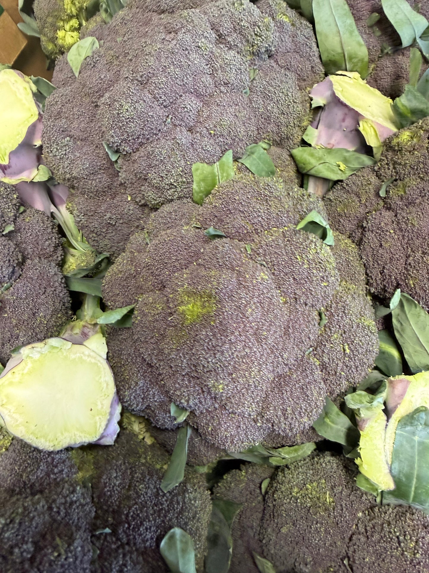 Broccoli
