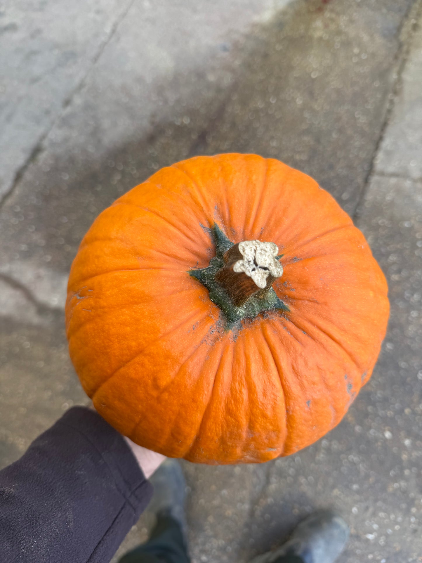 Pumpkins
