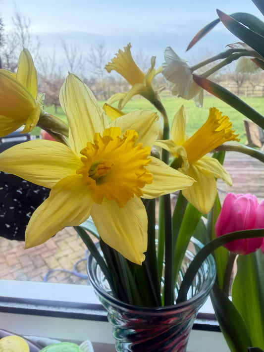 Daffodils