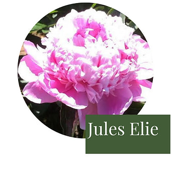 3 Peony tuber roots - we dig these to order so they are as fresh as they can be