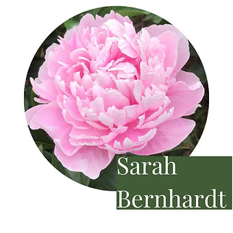 3 Peony tuber roots - we dig these to order so they are as fresh as they can be