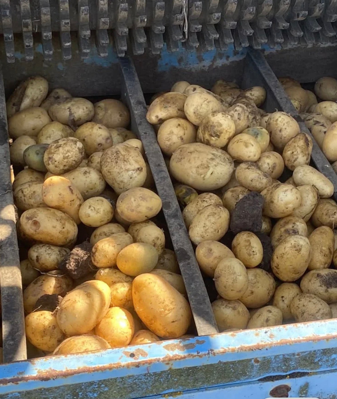Bags of Francis Potatoes from Farmer Luke