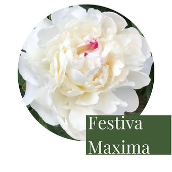 3 Peony tuber roots - we dig these to order so they are as fresh as they can be