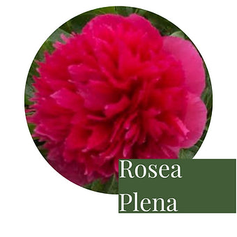 3 Peony tuber roots - we dig these to order so they are as fresh as they can be