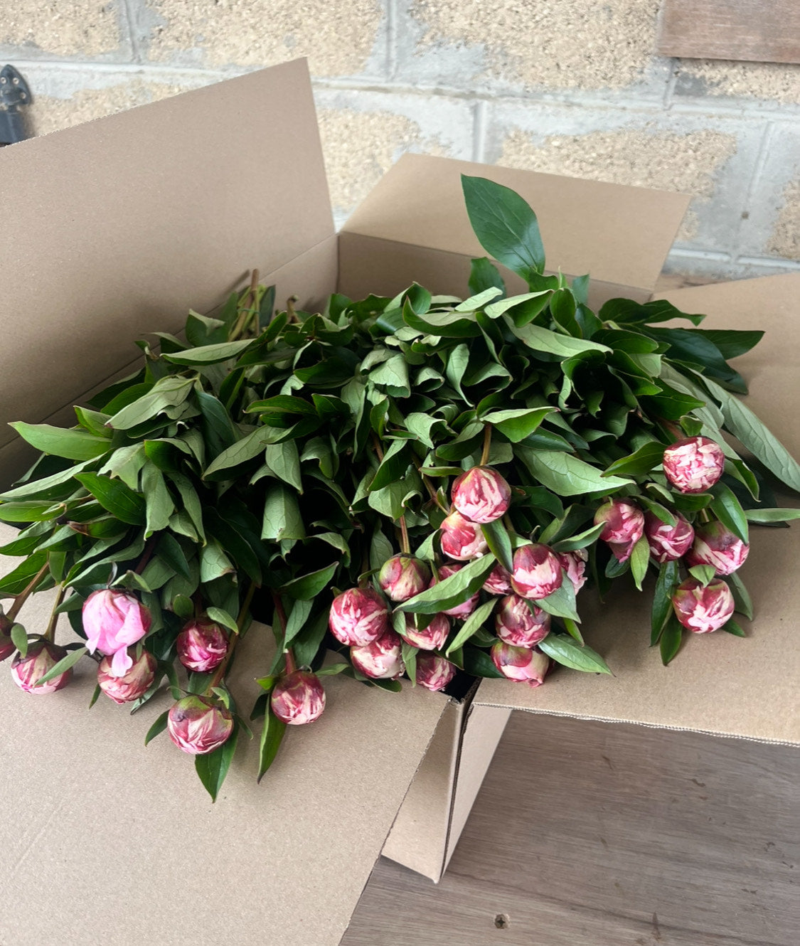 50 stem Sarah Bernhardt cut flower peonies