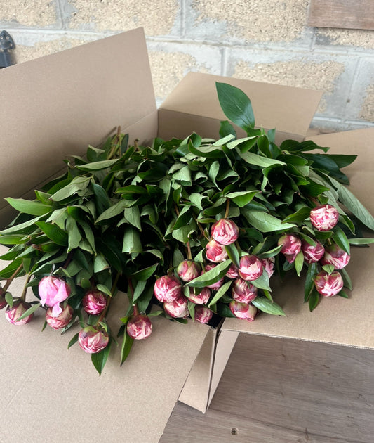 Pre-Sale 50 stem Sarah Bernhardt cut flower peonies delivered anywhere within the Uk.